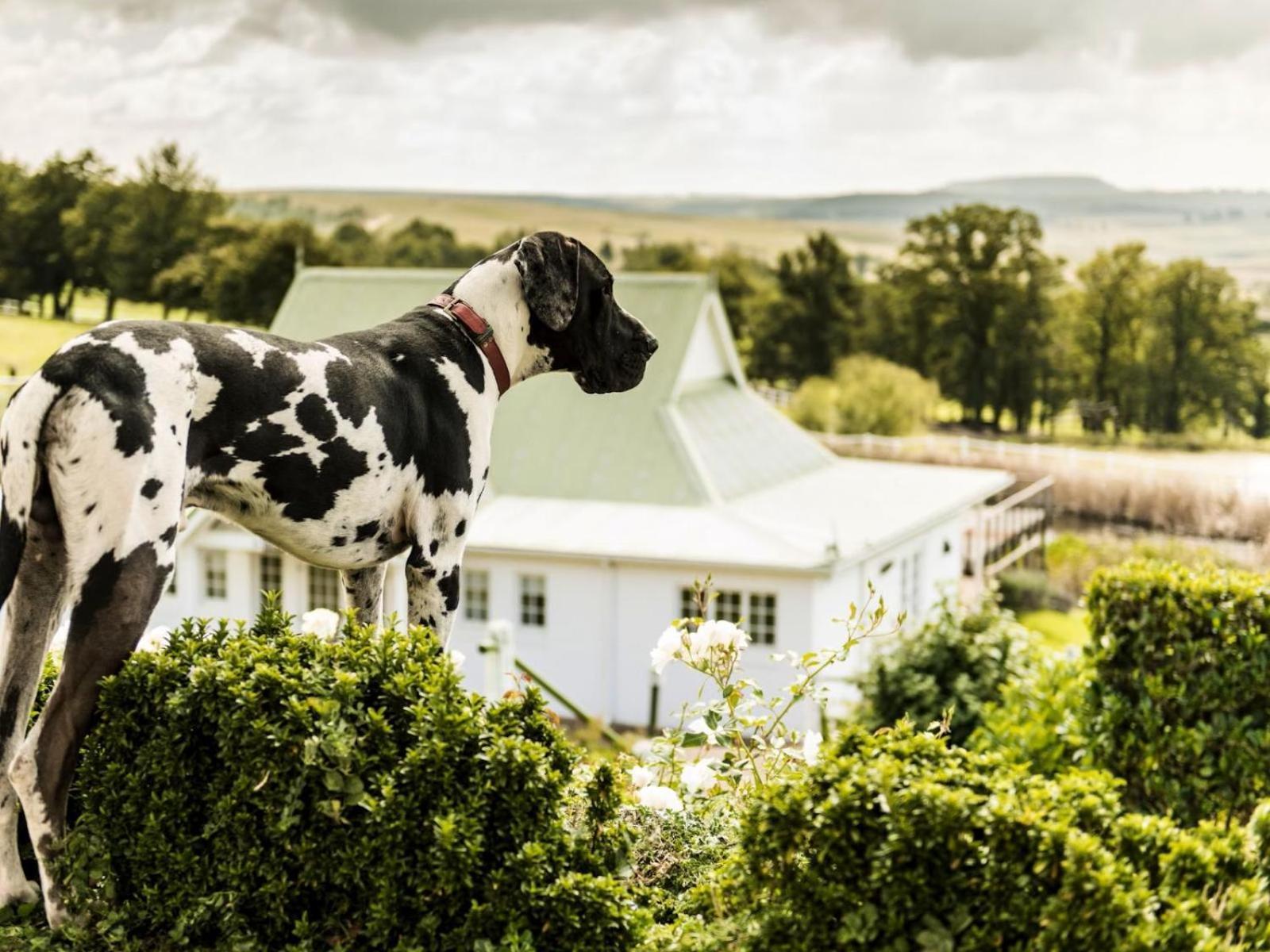 Oaklands Farm Stay Van Reenen 外观 照片