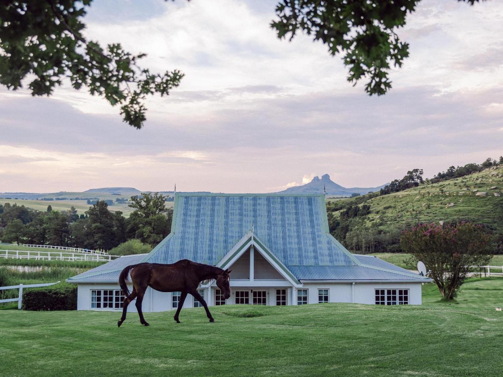 Oaklands Farm Stay Van Reenen 外观 照片